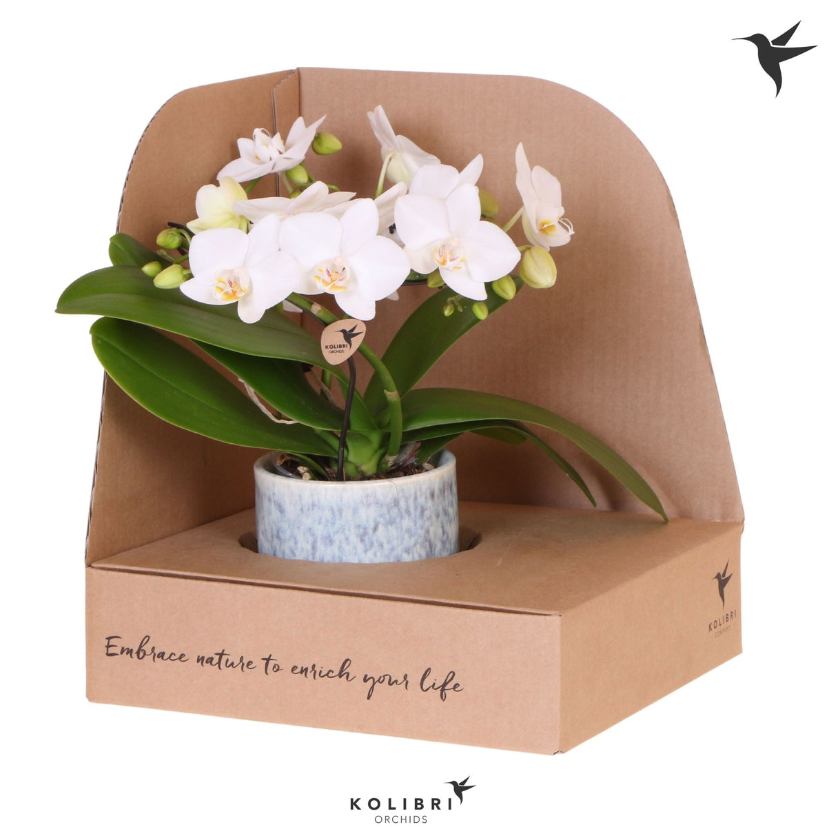 Phalaenopsis multiflora white 30cm 9cm Pot