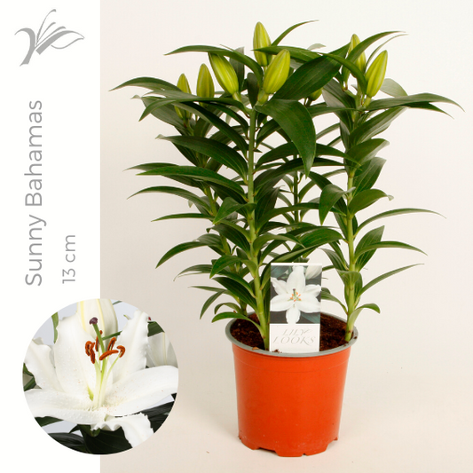 Lilium Sunny Bahamas 40cm 13cm Pot
