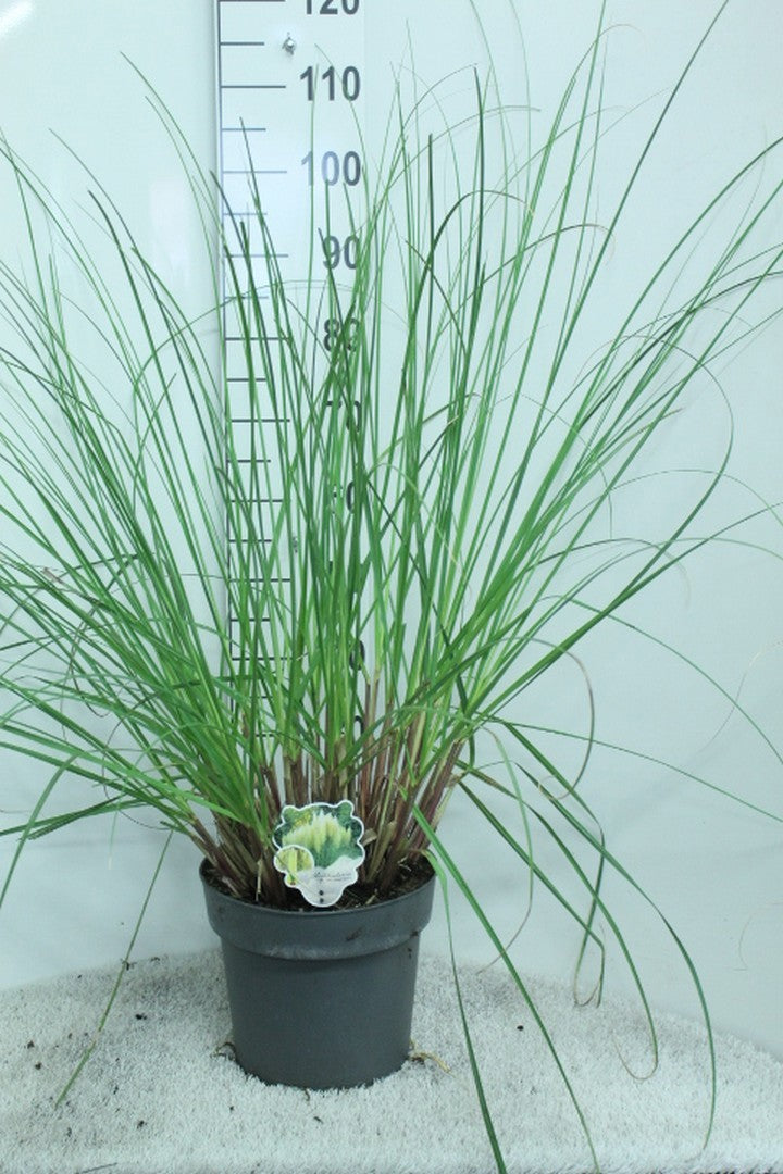 Cortaderia sellona Pumila 110cm 29cm Pot