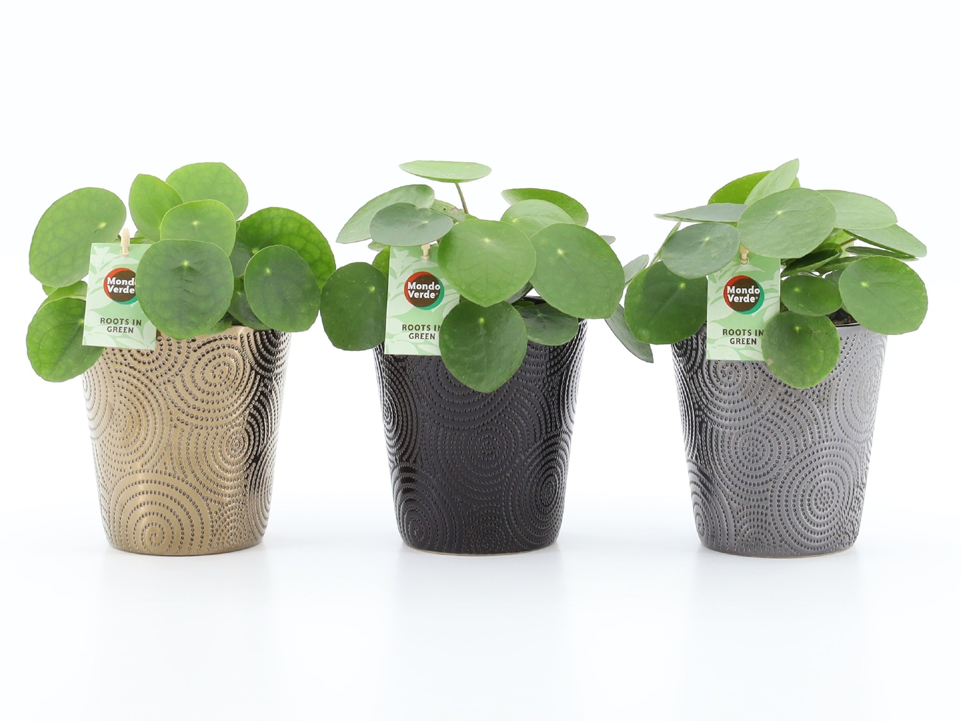 Pilea peperomioides 25cm 13cm Pot