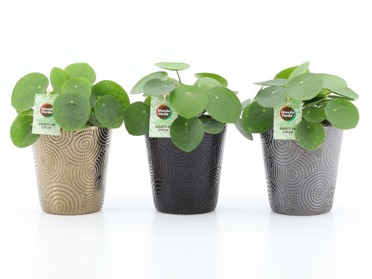 Pilea peperomioides 25cm 13cm Pot