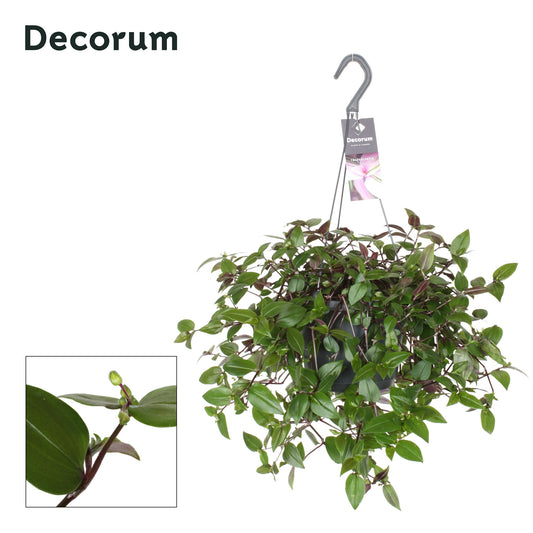 Tradescantia Green Hill in hanging pot 35cm 17cm Pot