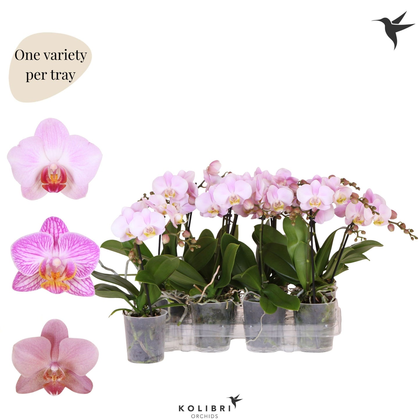 Phalaenopsis pink 40cm 9cm Pot
