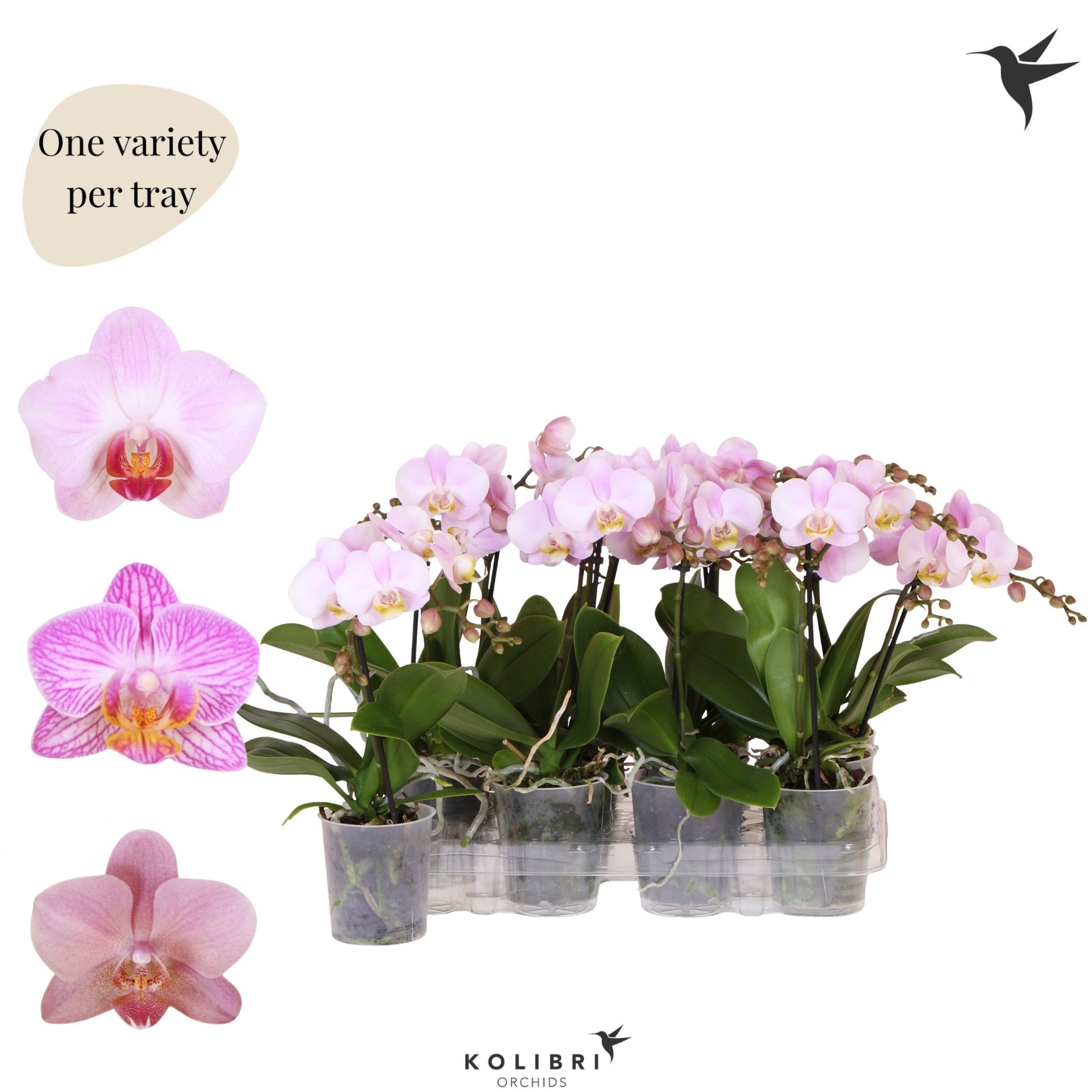 Phalaenopsis pink 40cm 9cm Pot