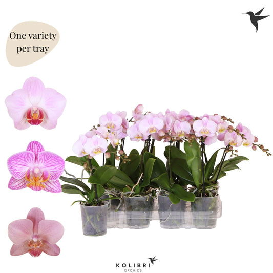 Phalaenopsis pink 40cm 9cm Pot