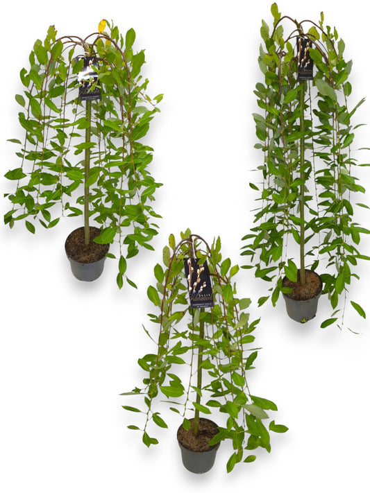 Salix caprea Kilmarnock 150cm 23cm Pot
