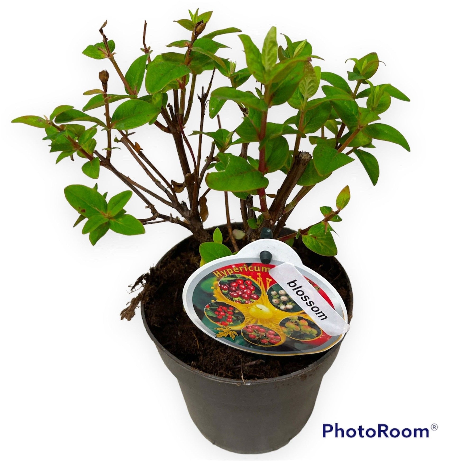 Hypericum Miracle Blossom 40cm 12cm Pot