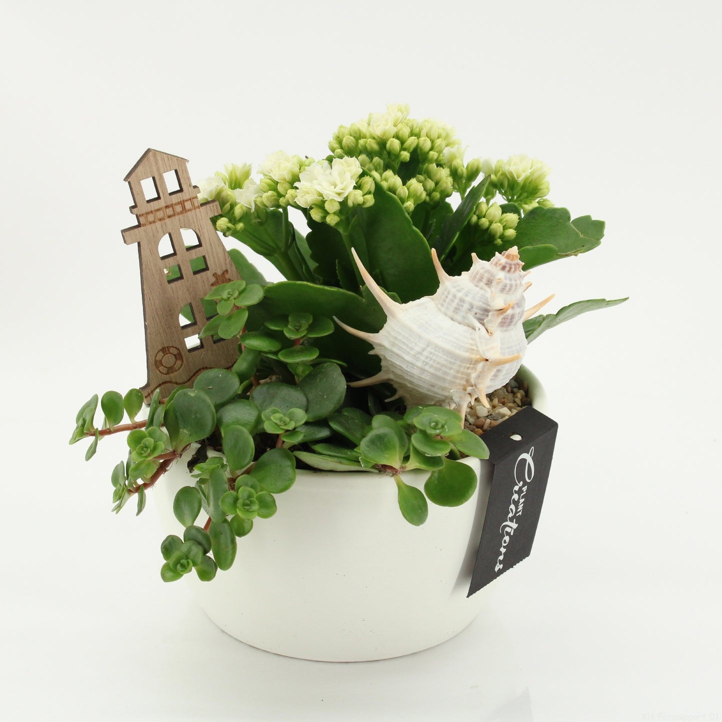 Indoor Flowering arrangement 20cm 14cm Pot