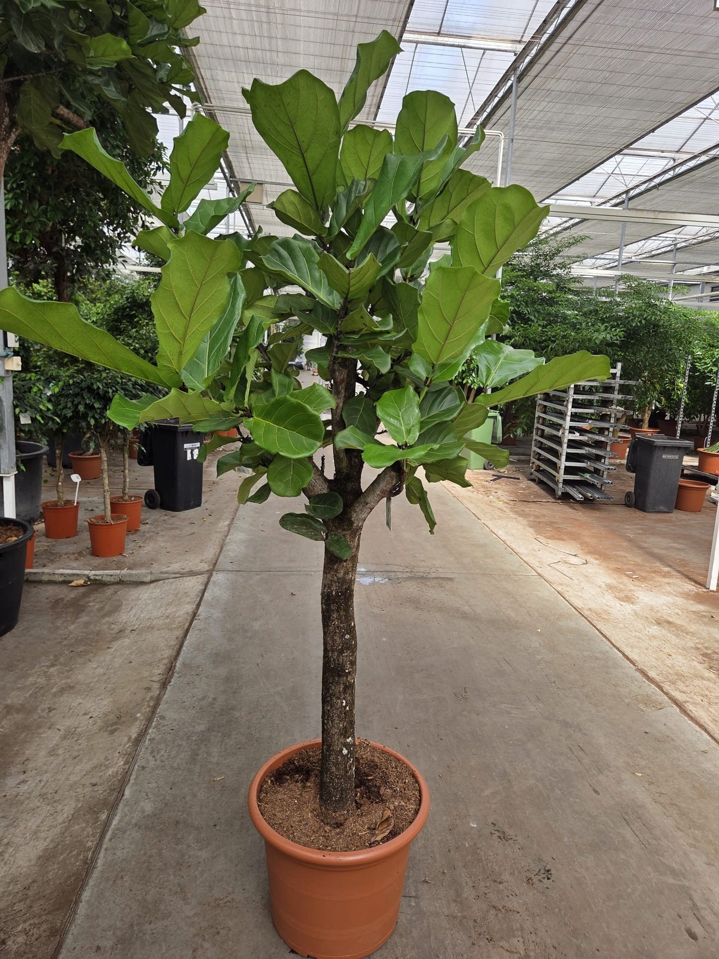 Ficus lyrata 210cm 50cm Pot