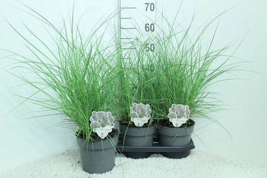 Miscanthus sinensis Red Chief 70cm 19cm Pot