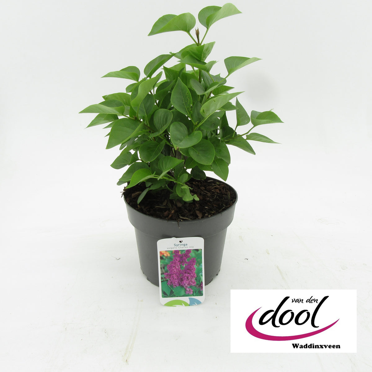 Syringa vulgaris Charles Joly 35cm 19cm Pot