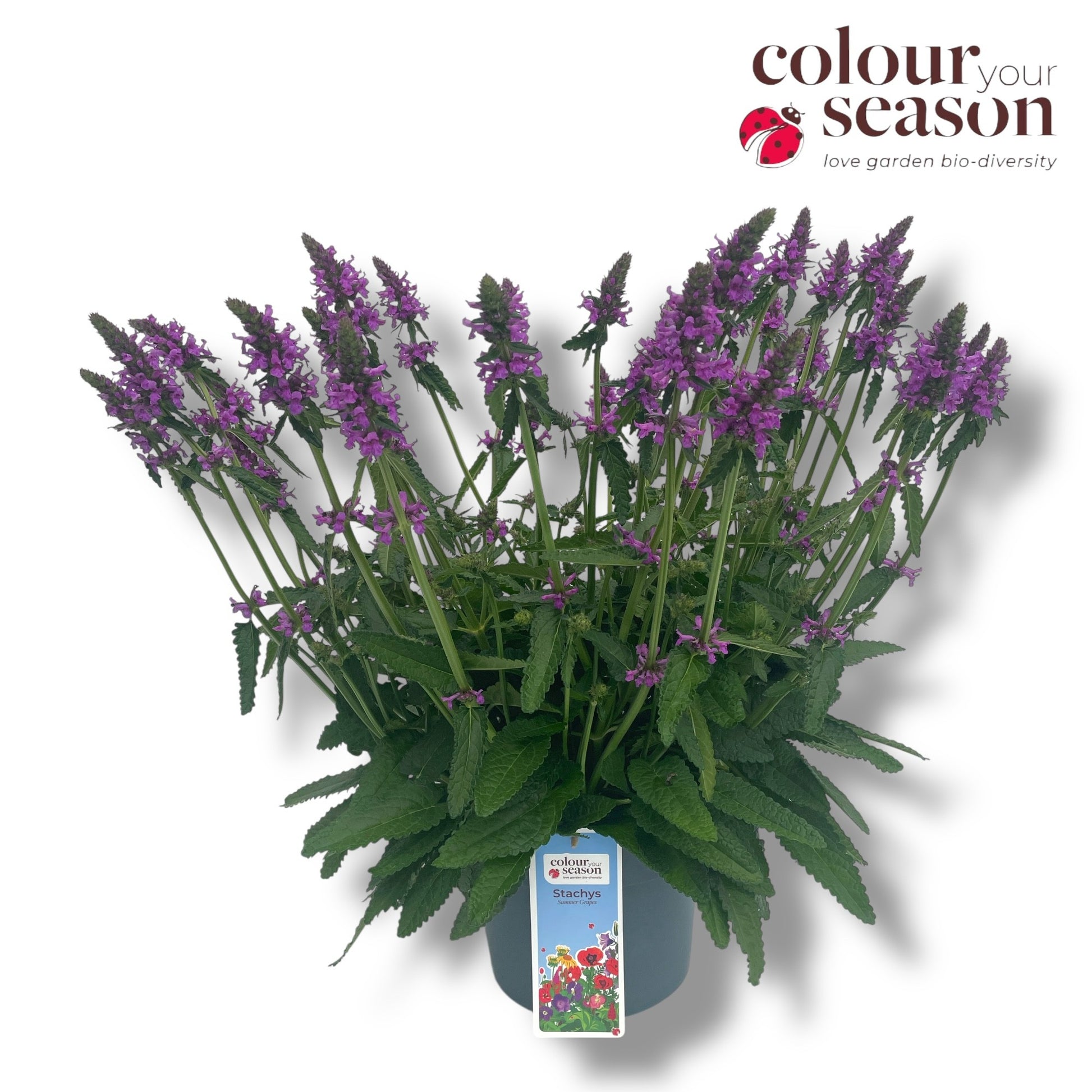 Stachys Summer Grapes 60cm 23cm Pot