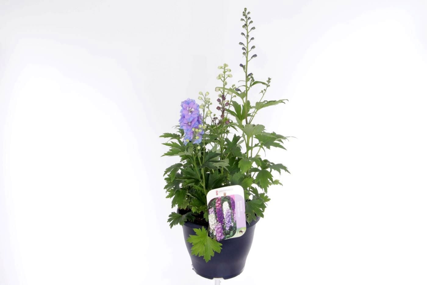 Delphinium mix 70cm 23cm Pot