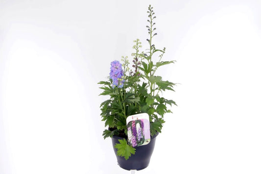 Delphinium mix 70cm 23cm Pot