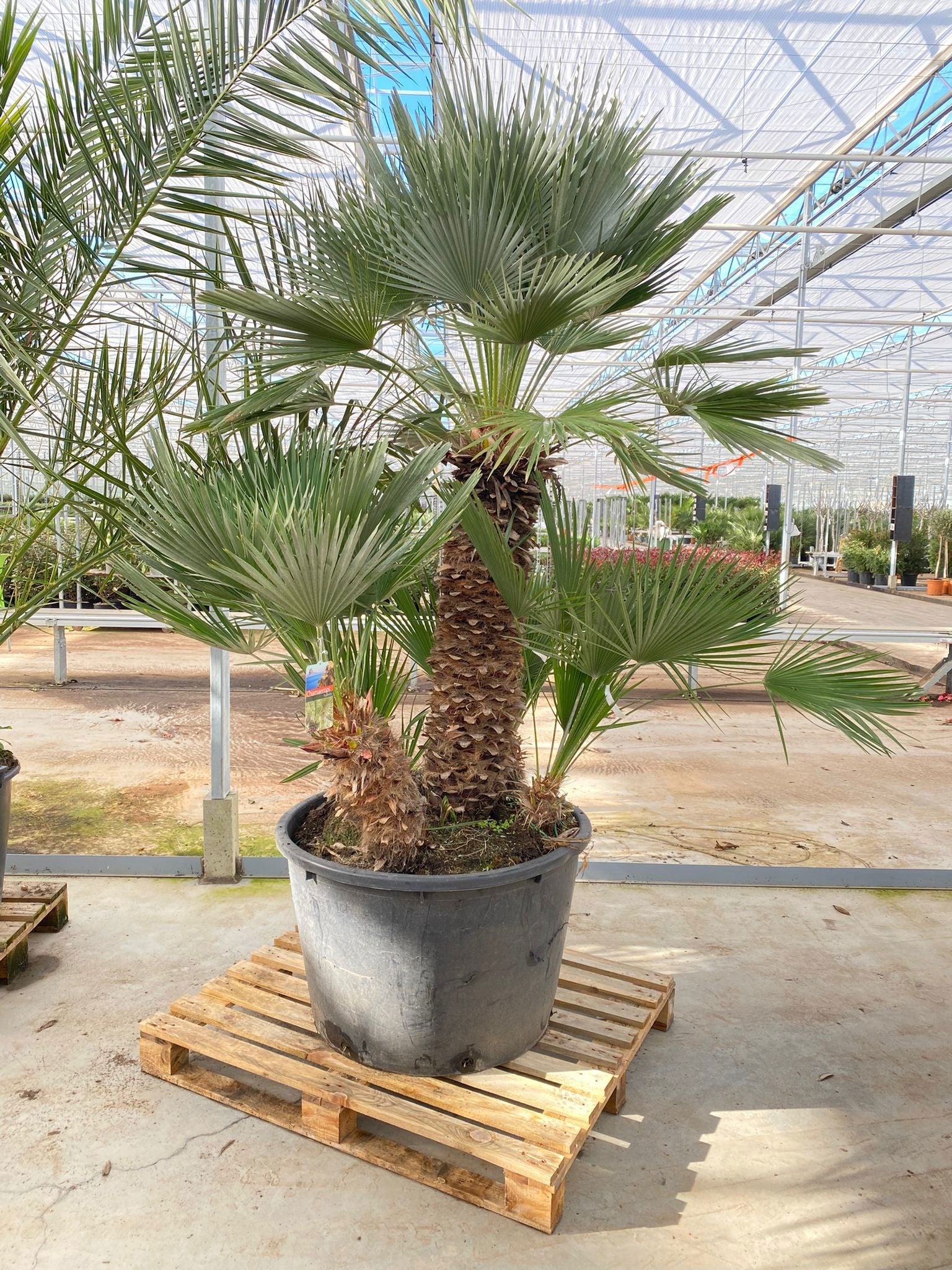 Chamaerops humilis 240cm 80cm Pot