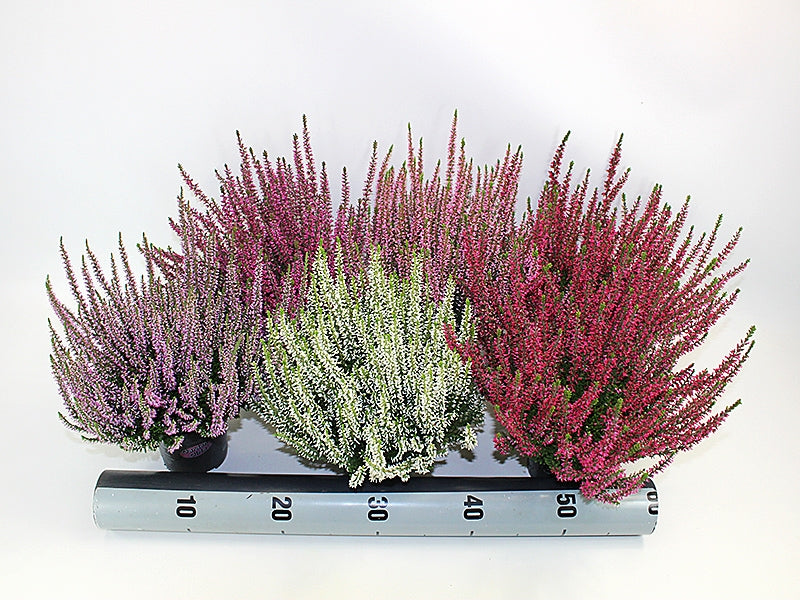 Calluna Garden Girls mix 17cm 11cm Pot