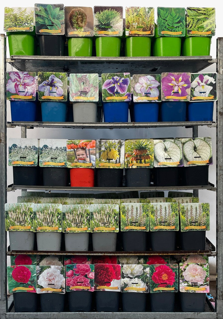 Perennials mix 35cm 21cm Pot