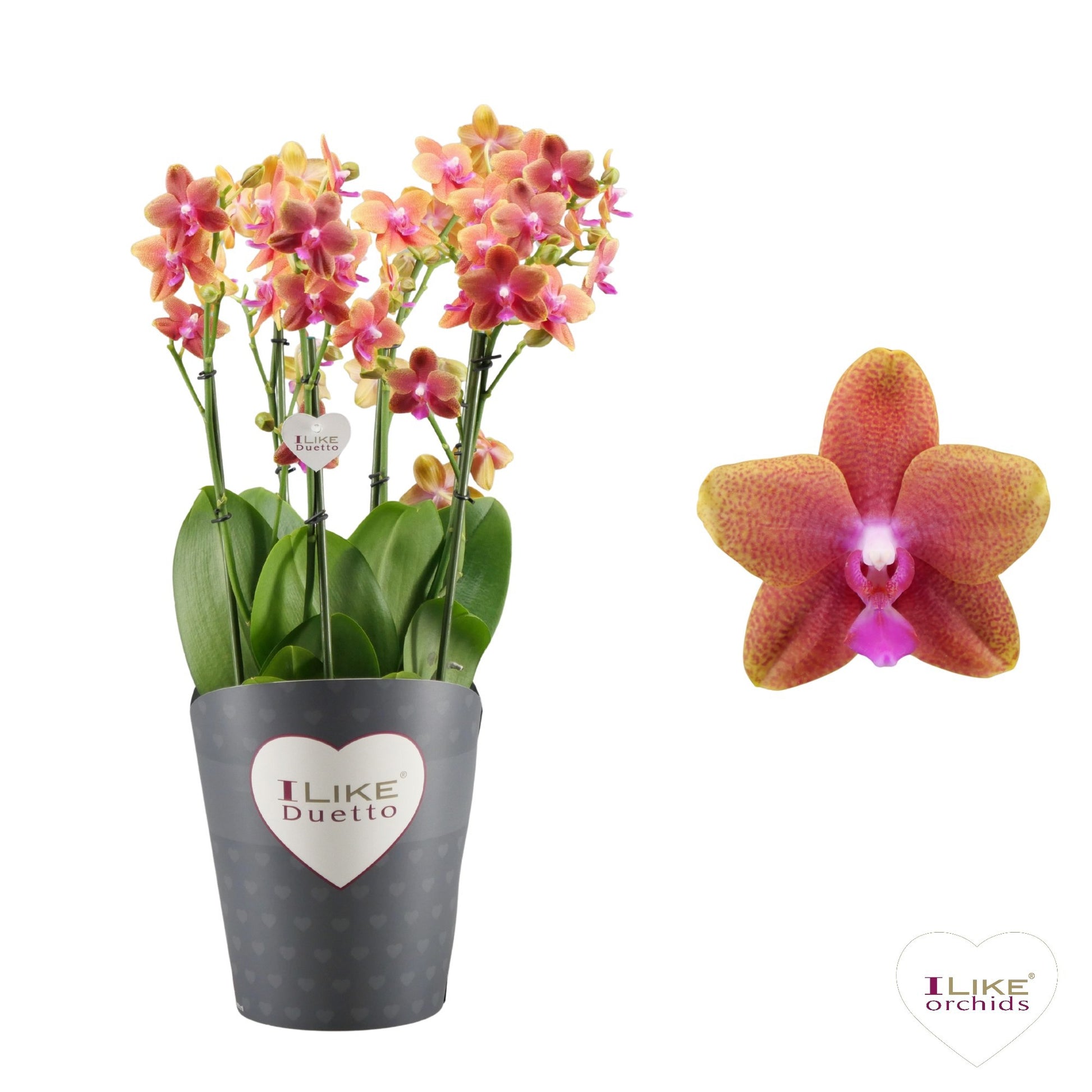 Phalaenopsis mf. Bolgheri 50cm 17cm Pot