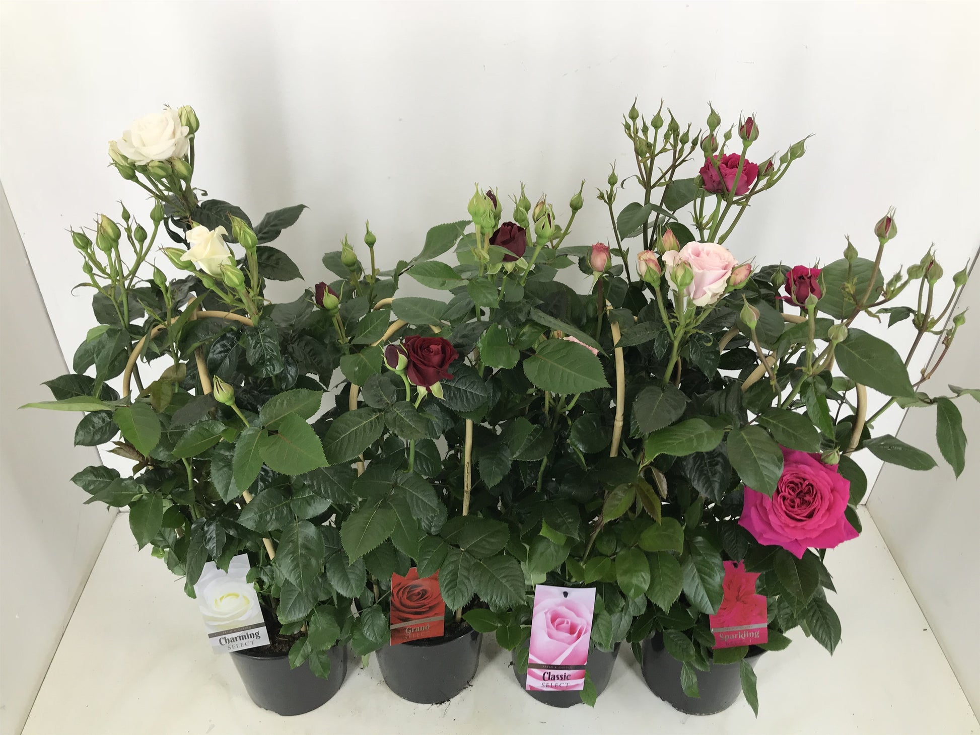 Rose floribunda pink 75cm 22cm Pot