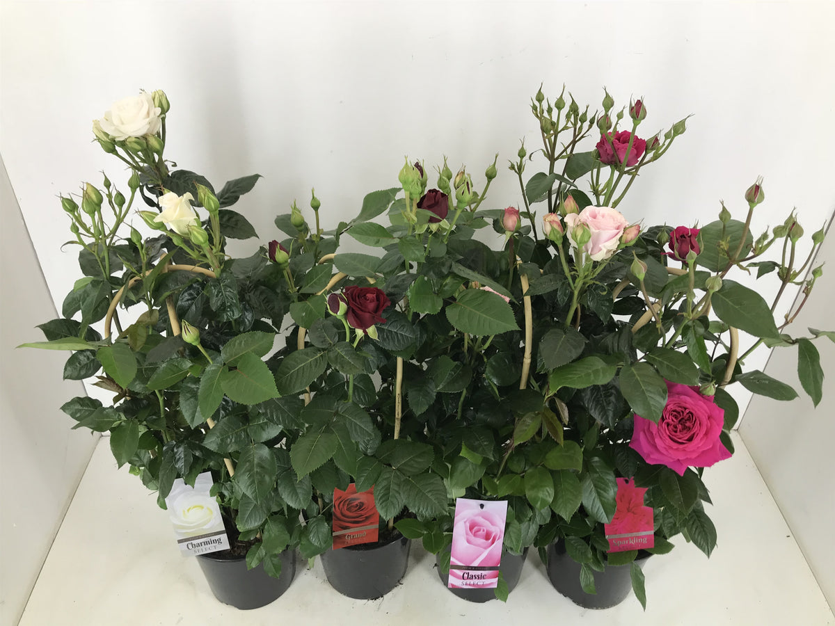 Rose floribunda pink 75cm 22cm Pot