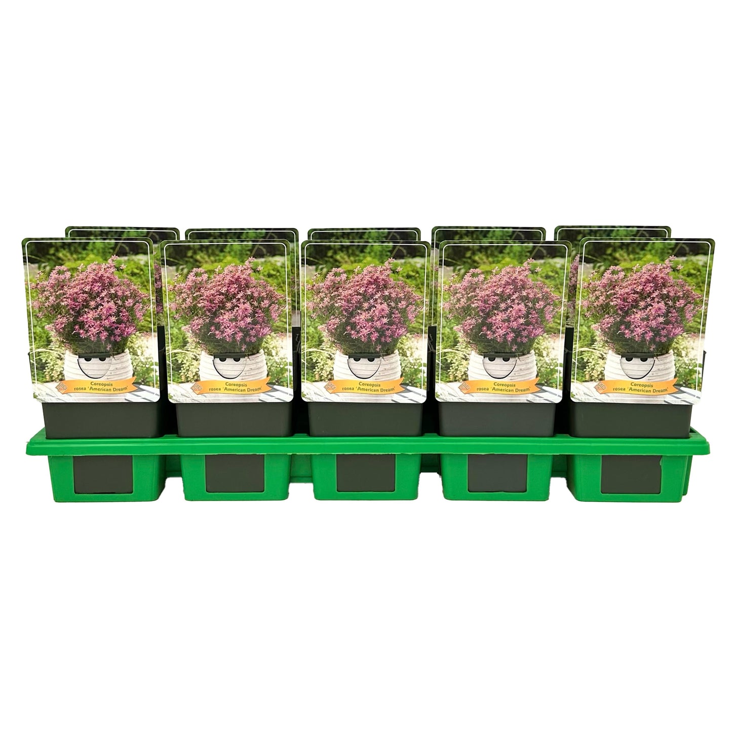 Coreopsis ros. American Dream 25cm 11cm Pot