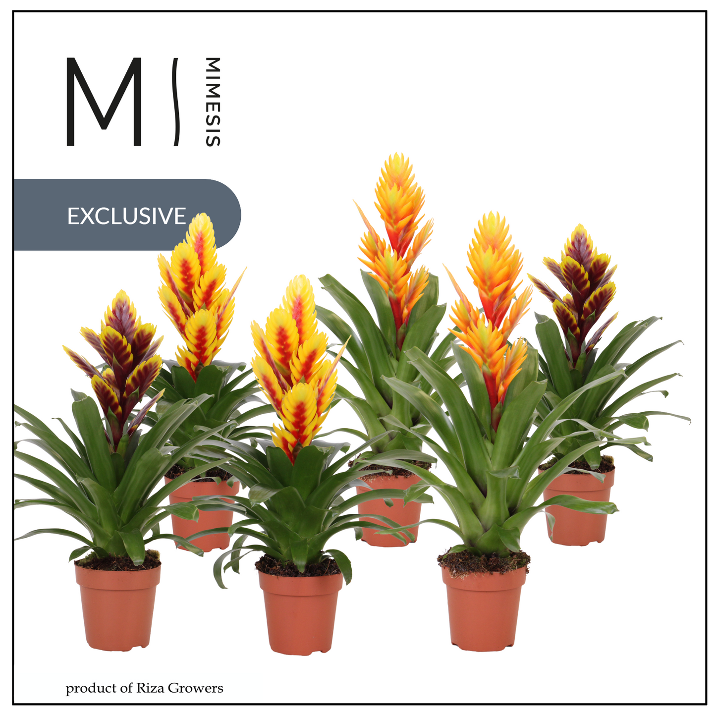 Riza Bromelia Specialist Vriesea mix Cupcake Pack of 10