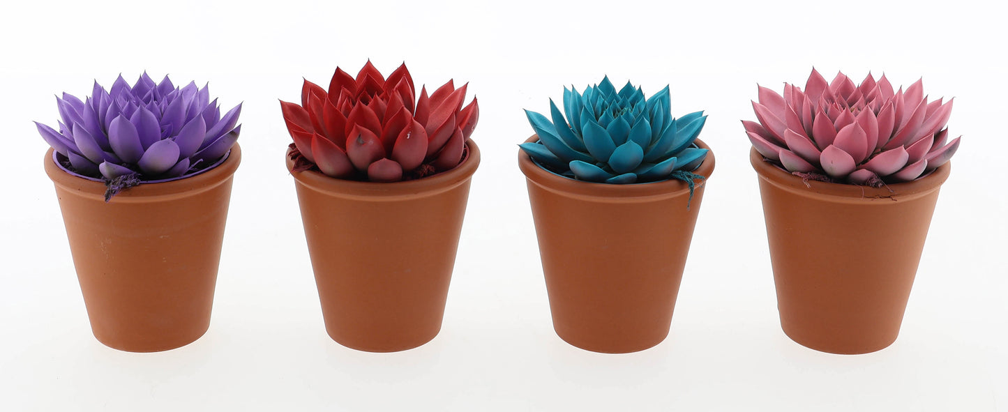 Rainbow mix in rozenpot 10cm 8.5cm Pot