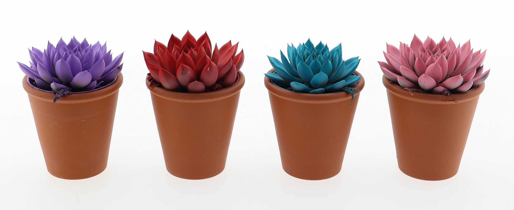 Rainbow mix in rozenpot 10cm 8.5cm Pot