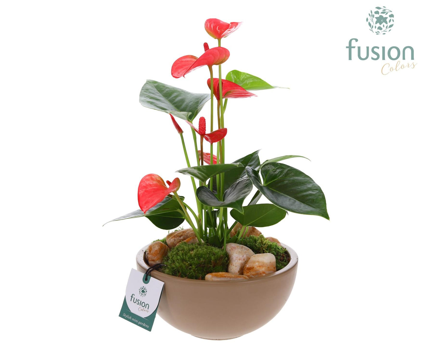 Schaal keramiek Moon Medium beige met Anthurium 29cm 18cm Pot