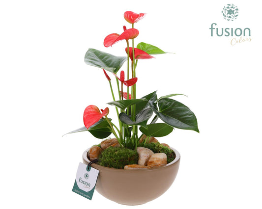 Schaal keramiek Moon Medium beige met Anthurium 29cm 18cm Pot