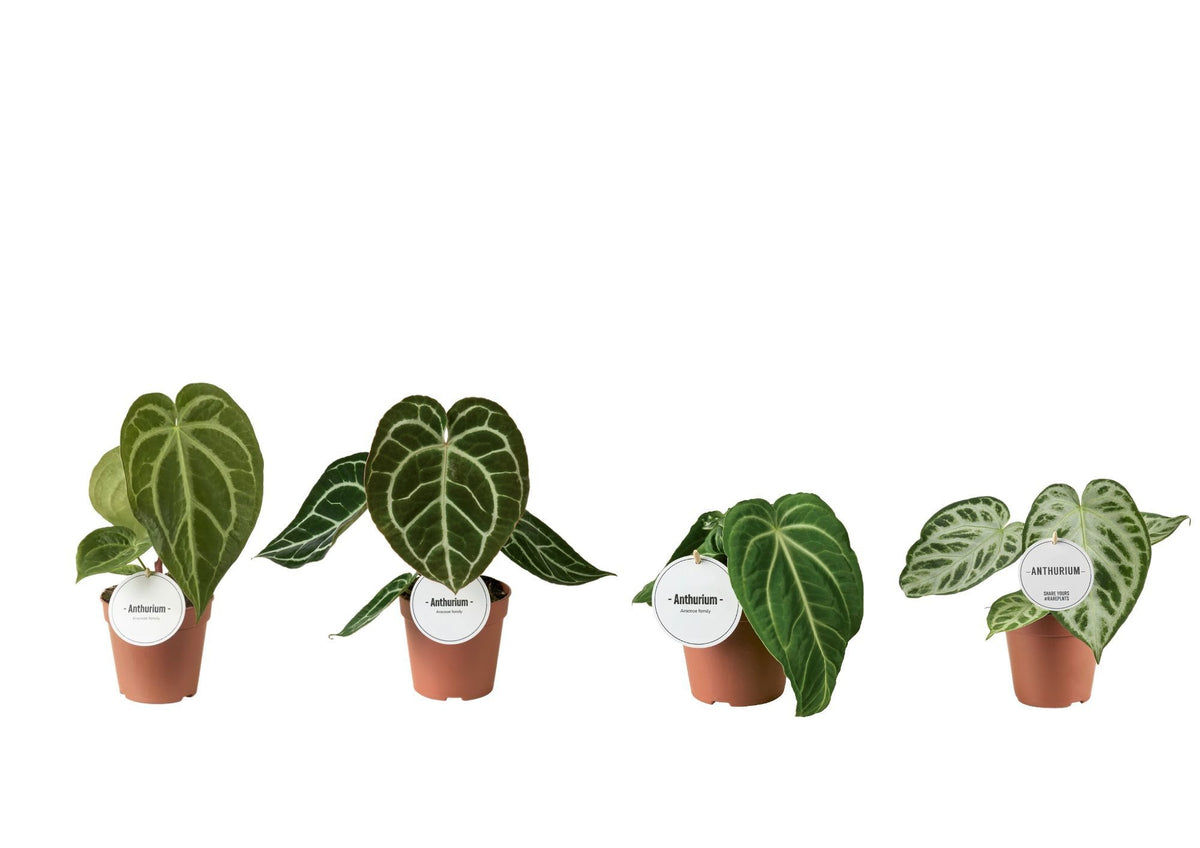 Alocasia mix 20cm 12cm Pot