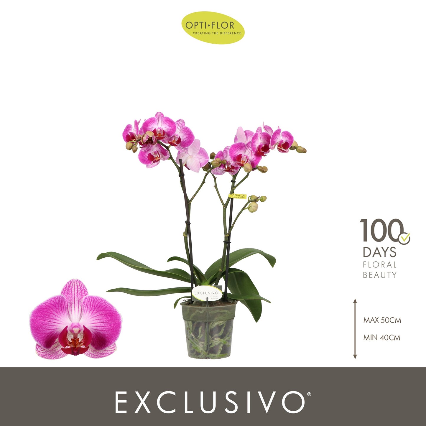 Phalaenopsis pink 45cm 12cm Pot