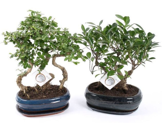 Bonsai mix 38cm 26cm Pot