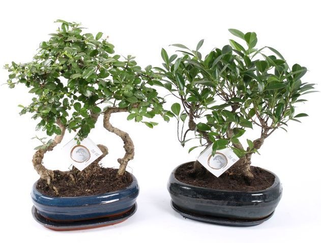 Bonsai mix 38cm 26cm Pot