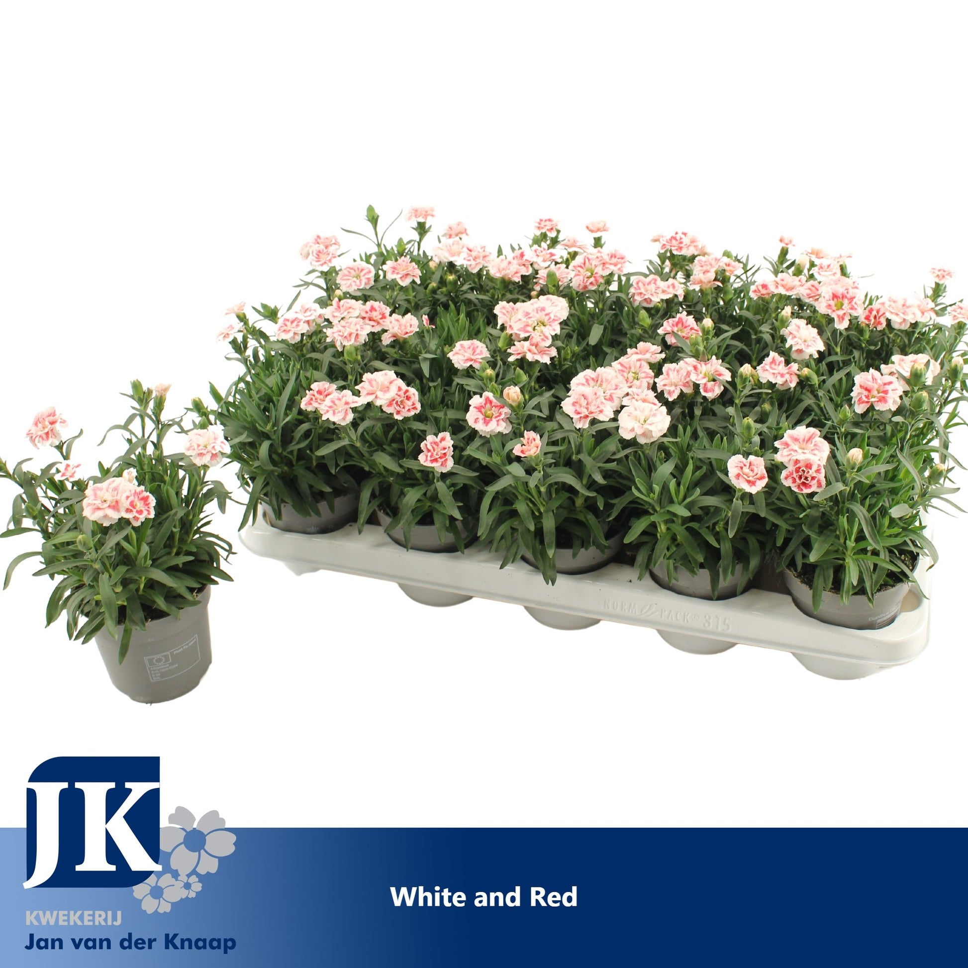 Knaap, Jan van der Dianthus Oscar White and Red Pack of 15