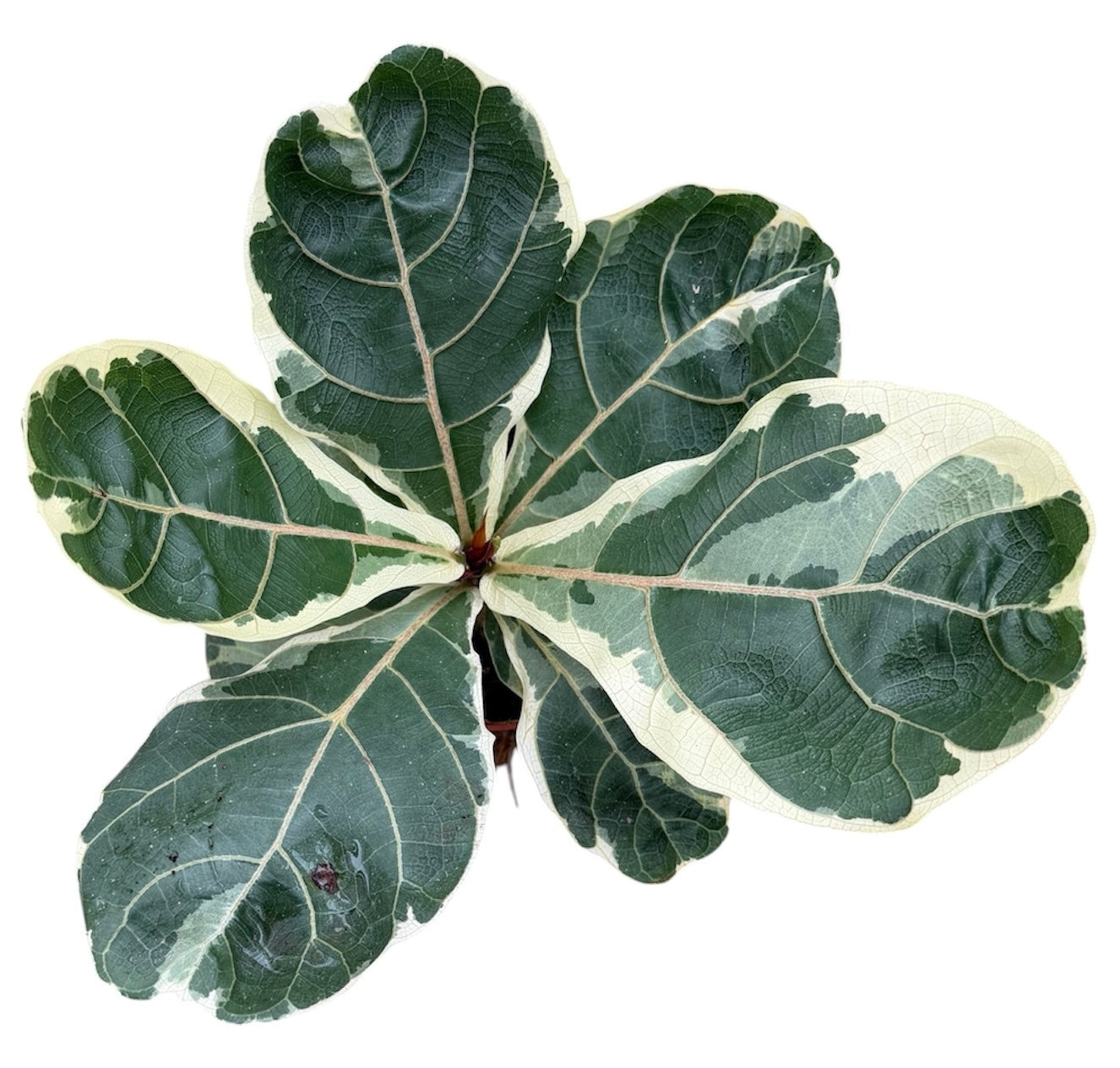 Ficus benjamina 20cm 10.5cm Pot