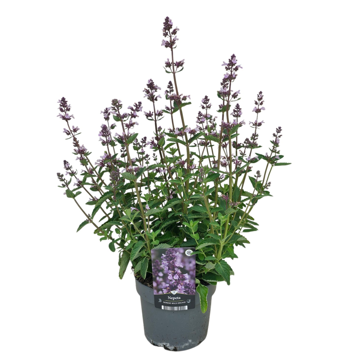 Nepeta faassenii 75cm 17cm Pot