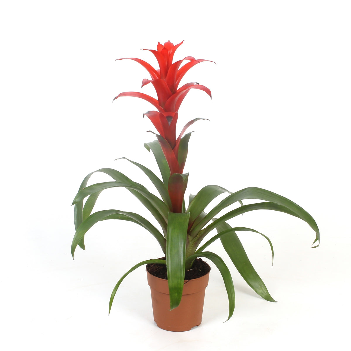 Guzmania Allura 45cm 12cm Pot