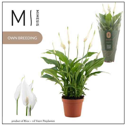 Spathiphyllum Chopin 30cm 9cm Pot