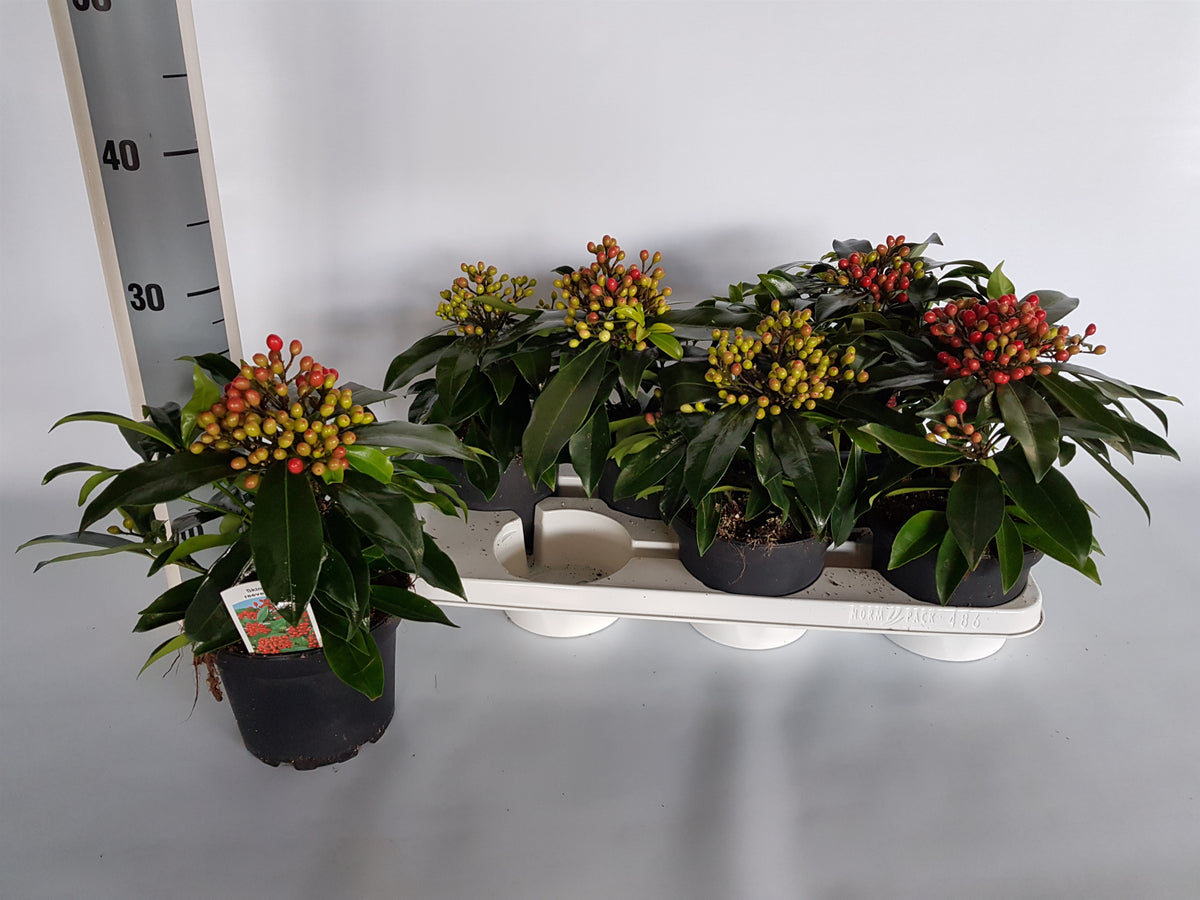 Skimmia japonica Reevesiana 30cm 15cm Pot
