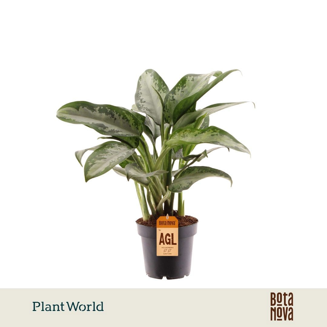 Aglaonema Jubilee 45cm 12cm Pot