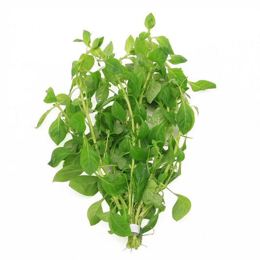 Aquarium plant mix 5cm 2cm Pot