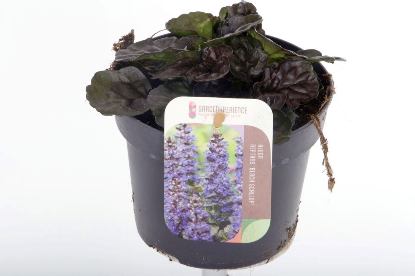 Ajuga reptans 15cm 13cm Pot