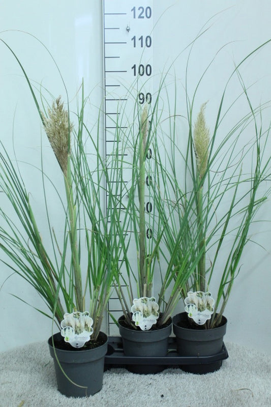 Cortaderia selloana 100cm 19cm Pot