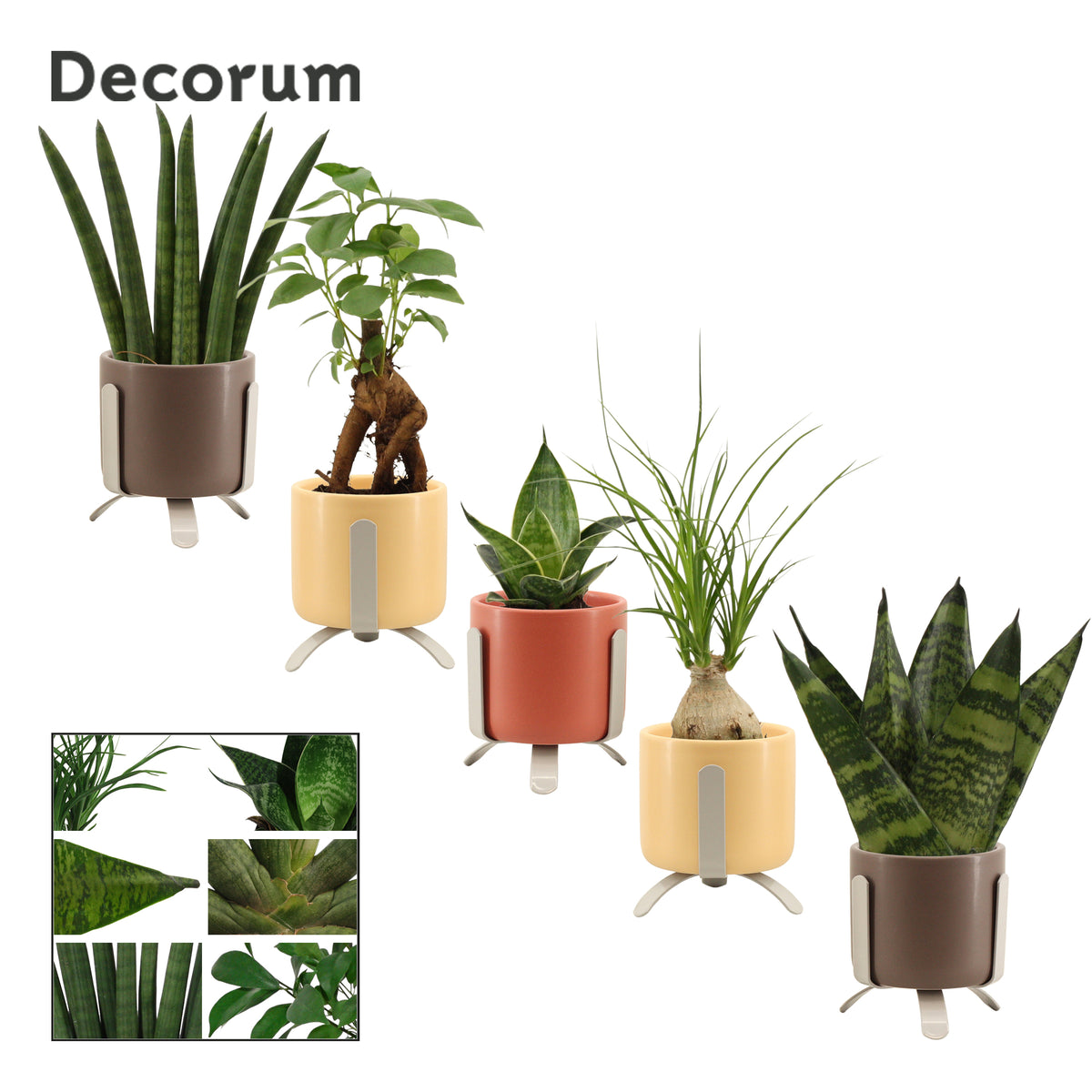 Foliage houseplants mix 17cm 6cm Pot