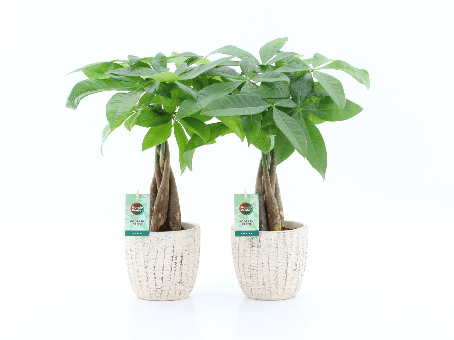 Pachira aquatica 50cm 13cm Pot