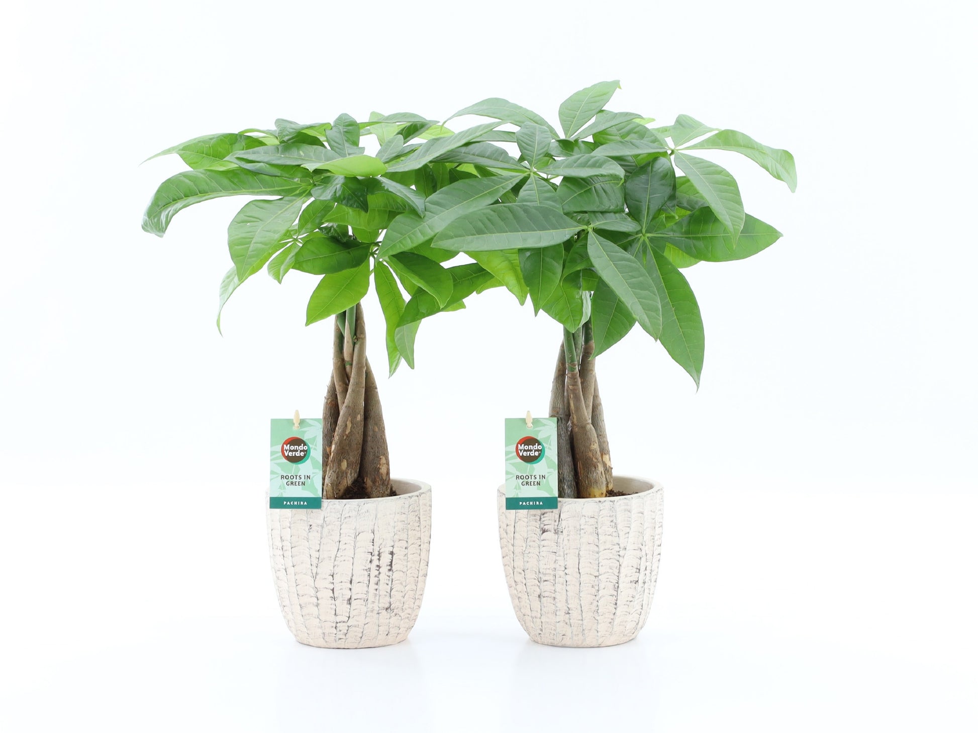 Pachira aquatica 50cm 13cm Pot