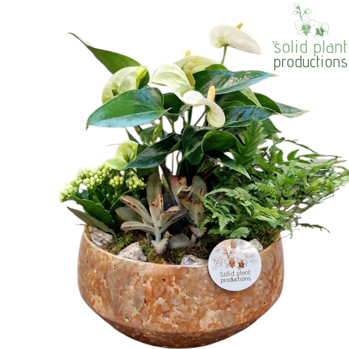 AT090 Sophia Medium Taupe Anthurium 40cm 24cm Pot