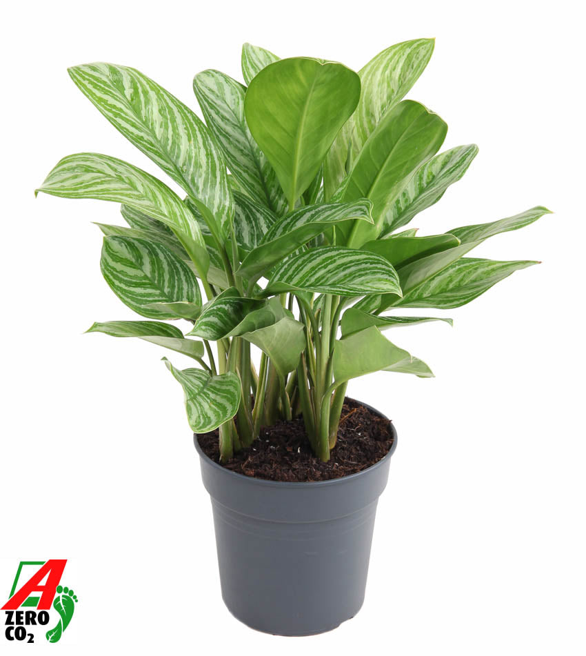 Aglaonema Stripes 70cm 24cm Pot