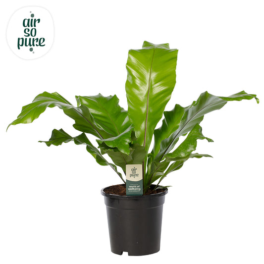 Asplenium nidus 60cm 17cm Pot